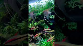 The Viral Denison Barb A MustHave for Aquascape Enthusiastsshorts [upl. by Enyahs]