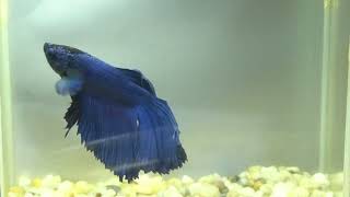 betta fish fish bettafish shorts 697 [upl. by Vinn]