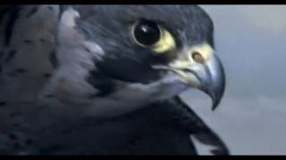 Peregrine Falcon Sky Dive  Inside the Perfect Predator  BBC [upl. by Adahs]