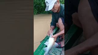 sambaran ikan baung mancing [upl. by Odarbil]