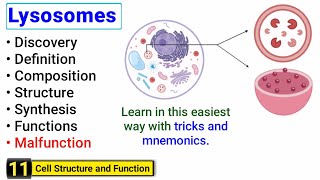 Lysosomes structure and function  Complete concept with Tricks  J Biology [upl. by Stavros55]