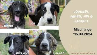 Tierschutz Italien Hundevermittlung Journey Joy Jackpot und JamboJuli’24Knapp am Albtraum vorbei [upl. by Langille]