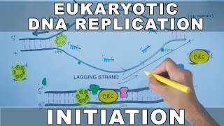 DNA Replication In Eukaryotes  Initiation [upl. by Rehprotsirhc]