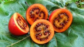 Tamarillos  Tasting Fruit amp Growing Trees [upl. by Drugge]