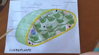 Cloroplasto estructura y funciones [upl. by Ender338]