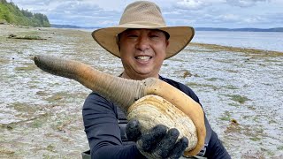 Geoduck Digging in Puget Sound 挖象拔蚌  And Horse Clam Butter Clam Cockles Purple Varnish [upl. by Aplihs760]