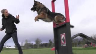 Obedience IPO Trained Versatility German Shepherd [upl. by Nylrac486]