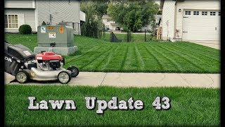 Lawn Update 43  22 Days after Overseeding More Mowing with Honda Backyard Update [upl. by Arleyne]