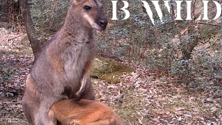 Australian Wildlife  Kangaroo Wallaby Wallaroo Lyrebird Dingo Wombat Quoll  Australia [upl. by Deming]