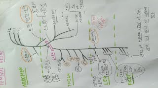 Femoral Nerve  Part 2  Diagram  Lower Limb Anatomy [upl. by Honoria]