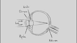 Animatic Patologias oculares [upl. by Peppi]