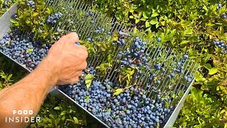 Farm Handpicks 2000 Pounds Of Blueberries A Day  Food Insider [upl. by Akenor]