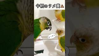 💩今朝の溜めフン💩2024年vershorts 文鳥 インコ ウロコインコ ペット 飼育ルーティンしつけparrot parakeet [upl. by Trixy]