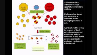 Monoclonal antibody production using Hybridoma Technology [upl. by Yragerg]