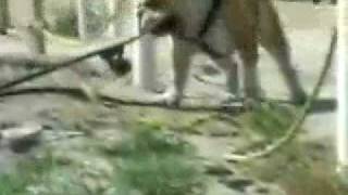 Tyson The Skateboarding Bulldog Musical Montage [upl. by Marga]