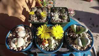 Lapidaria Margaretae Lithops C1 Lithops C36A Afternoon Bloom Cycle  AoxTheGardener 💚 [upl. by Ehtylb]