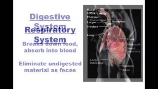 Human Anatomy and Physiology Organ Systems [upl. by Clabo]