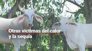 ¡Es un infierno La sequía y el CALOR están matando al ganado en VERACRUZ [upl. by Ayotnom]