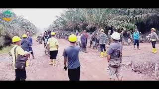 Work as an Administration in Palm Oil Plantations  Kompetisi Video CSRA [upl. by Atil]