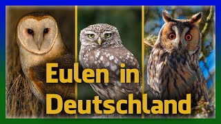 Eulen in Deutschland einfach erkennen  Rufe und Aussehen [upl. by Lal]