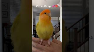 Making Mango bow to me after giving him a massage 😀lovebirds cute funny birds [upl. by Richy542]