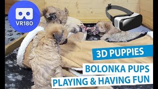 Meet the Animals Bolonka Dog Puppies Playing  VR180 3D [upl. by Bren]