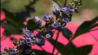 SuperPlant Shoal Creek Vitex [upl. by Aik424]