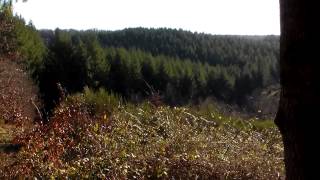 Forêt Domaniale de lAbbesse 89 HDV0003MP4 [upl. by Siroled]