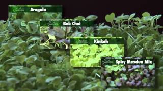 Microgreens Sequence Southern Gardening TV January23 2013 [upl. by Supen]