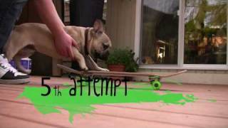 Gizmo the French Bulldog Learns to Skateboard [upl. by Odlabso]