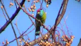 BirdsBlue Throated Barbet [upl. by Tema513]