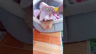 Muffy cat bath☺️ ca catlover follow followers [upl. by Pedaiah19]