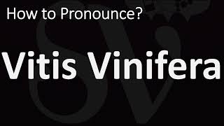 How to Pronounce Vitis Vinifera CORRECTLY [upl. by Araccot426]