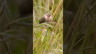 Common waxbill birds nature wildlife birdwatching [upl. by Llenahs86]