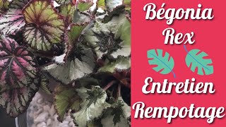 🌿 BEGONIA REX🌿 Mes conseils dentretien et Rempotage 🌿 PLANTE D’INTÉRIEUR [upl. by Oiuqise]