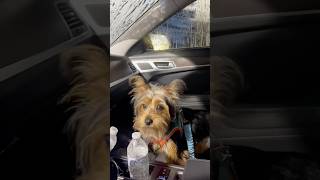 Car wash day with the Yorkie  barking the whole time [upl. by Veda]