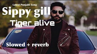 Tiger alive  new Punjabi song 2024  sippy gill  latest Punjabi song  slowed and reverb music [upl. by Hcire288]