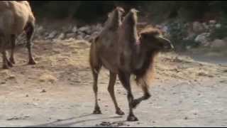 Bactrian camel [upl. by Phaidra]