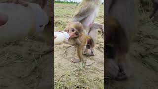 Cute baby monkey monkeyvideo bandar 009261 [upl. by Miksen]