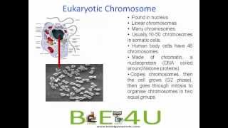 Difference between Prokaryotic and Eukaryotic Chromosomes  Cell Biology  biologyexams4u [upl. by Jacobson]