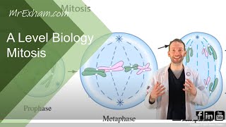 Mitosis  A Level Biology [upl. by Winer]