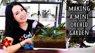 Potting multiple Orchids together the right way  Orchid Care for Beginners [upl. by Aileek813]