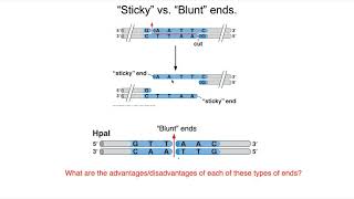 Restriction Enzymes and Ligase [upl. by Evars149]