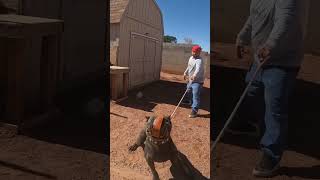 1st time muzzle training my cane corso [upl. by Bose522]