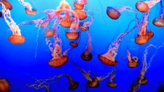 Pictures at an Exhibition Dance of Jellyfish [upl. by Idelle639]