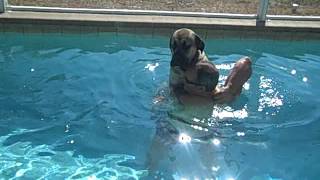 Sampson The English Mastiff not sure about swimming [upl. by Atilamrac332]