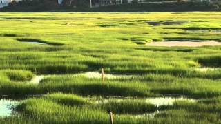 Intro to Salt Marshes [upl. by Liban]