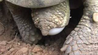 Die Paarung der Breitrandschildkröte  Mating amp hatching of the Testudo Marginata March 2010 [upl. by Blane358]