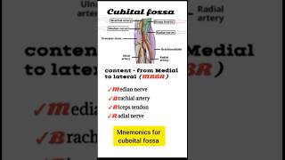 Cubital Fossa Anatomy  Mnemonic MBBR for Medial to Lateral Structures  Medico Quiz [upl. by Rhetta]