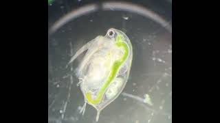 Daphnia Under a Microscope [upl. by Yzus]